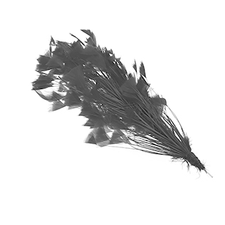 Feathers | Harfington 